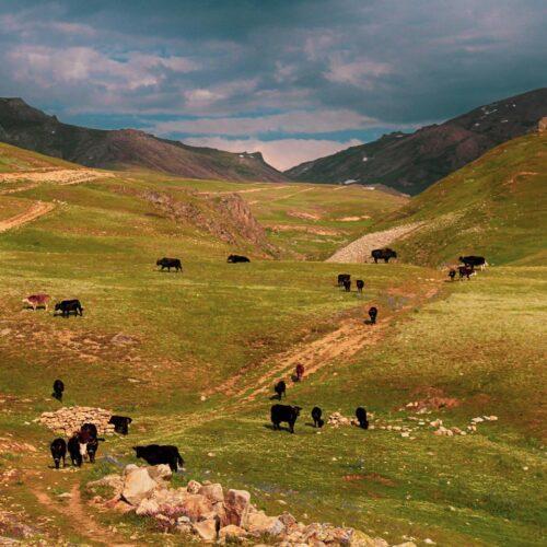 Only Seven communities have the gazing rights in selected zones of Deosai National Park