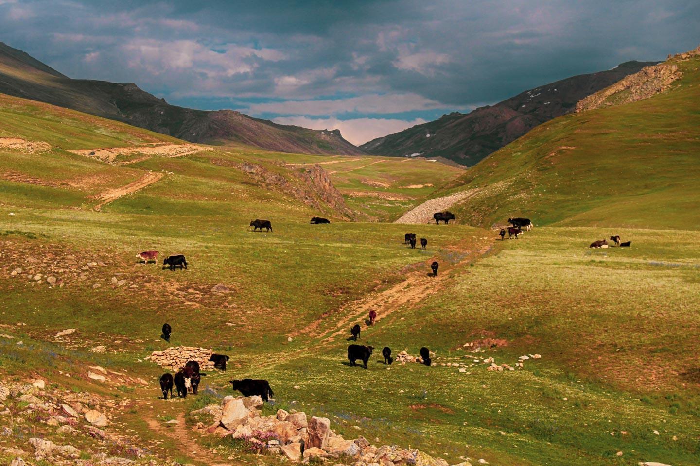 Only Seven communities have the gazing rights in selected zones of Deosai National Park