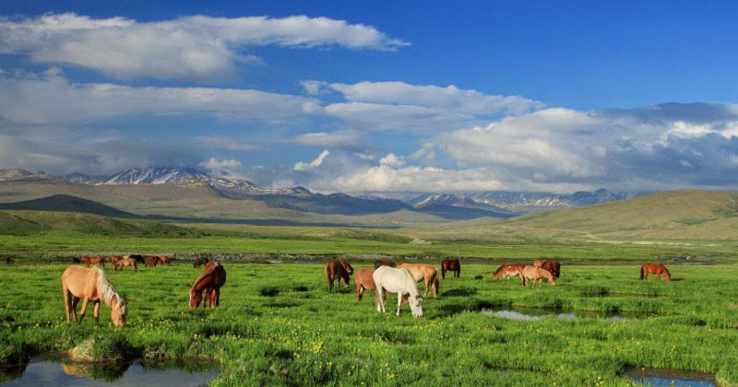 Cattle grazing around Sheosar Lake in summer