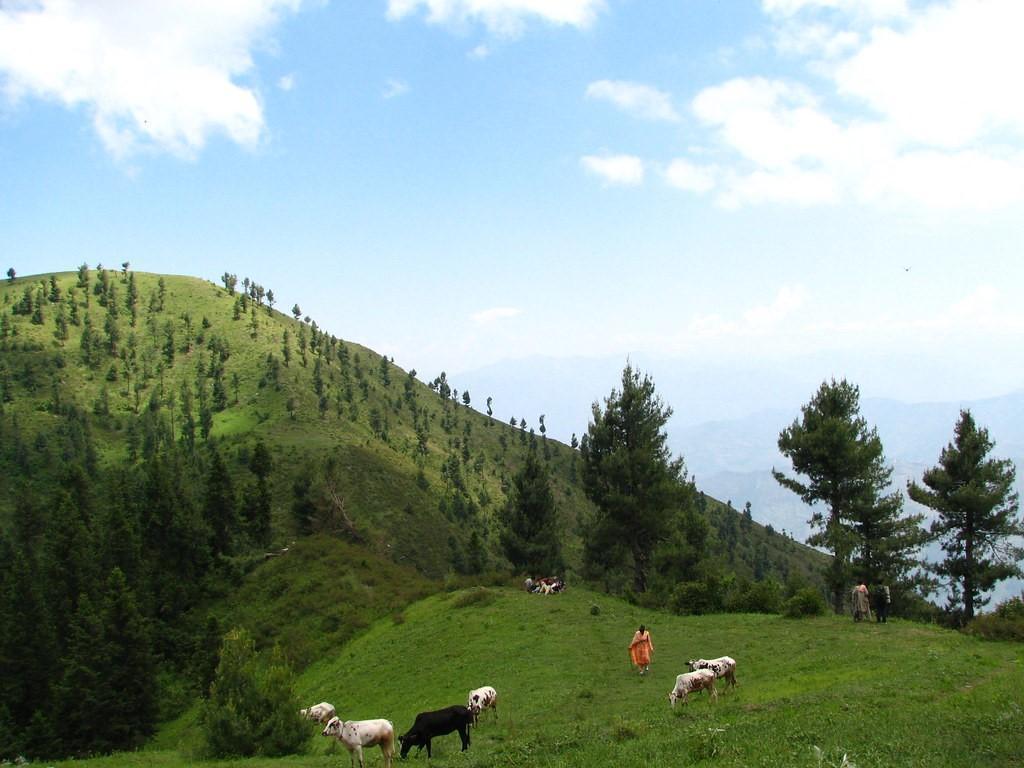 (Lush green meadows and peaceful environment)