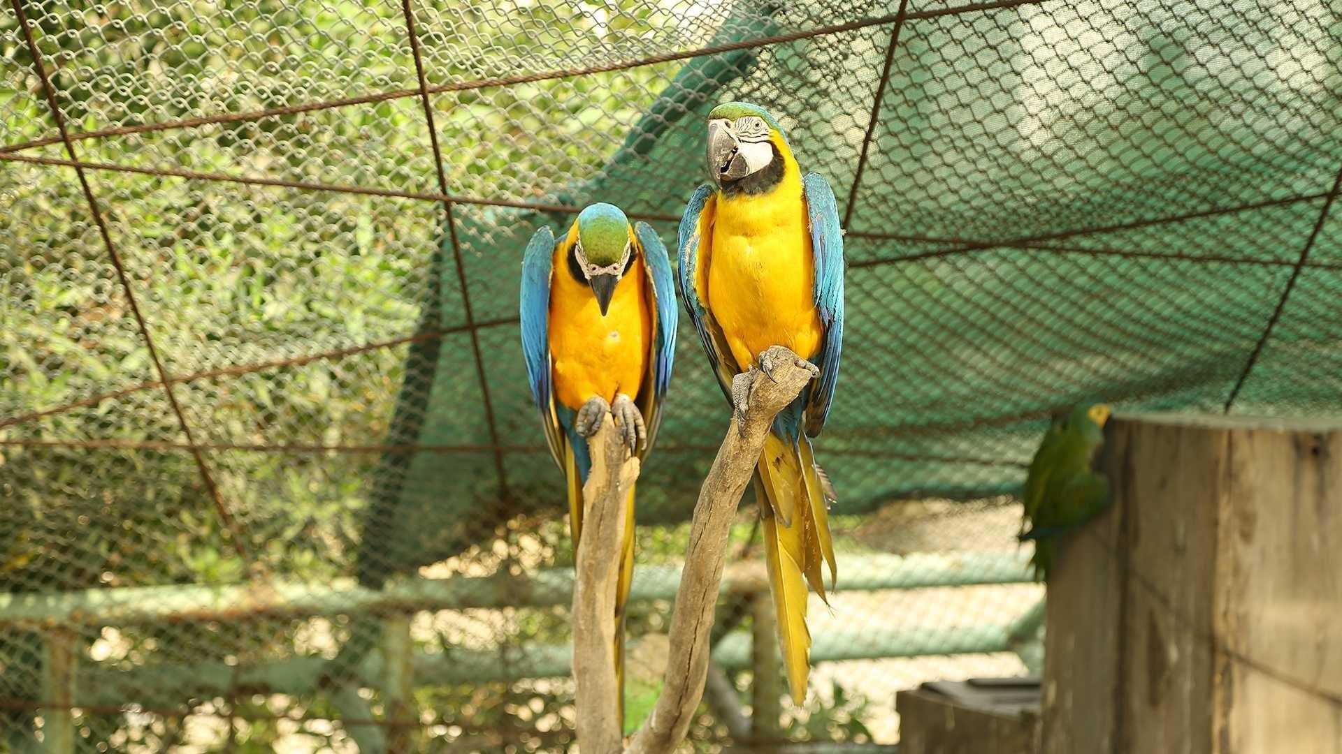 The beautiful parrots in bird aviary, Lake View Park, Islamabad