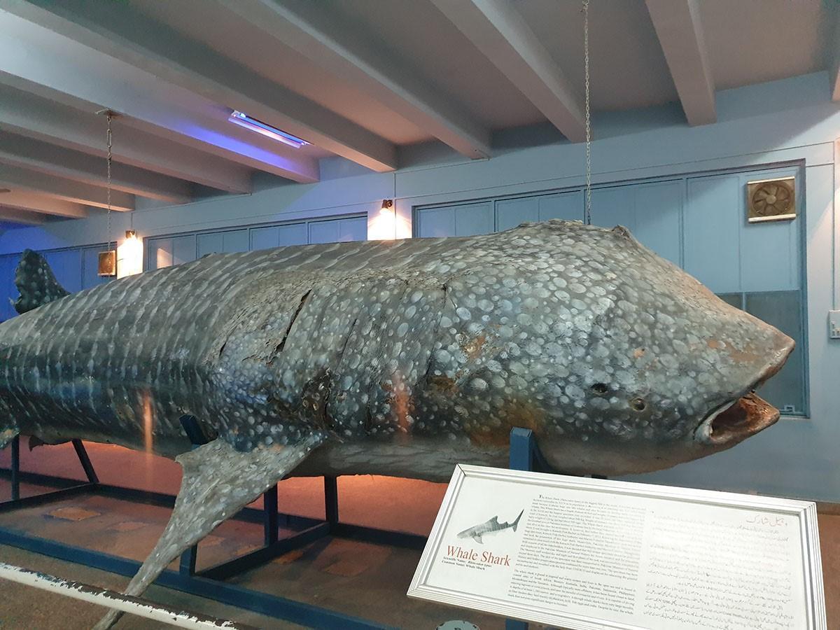 Whale shark display in the Pakistan Museum of Natural History