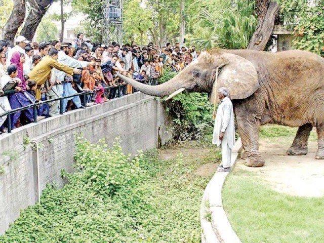 The friendly elephant in Lahore Zoo is the centre of attention of the visitors