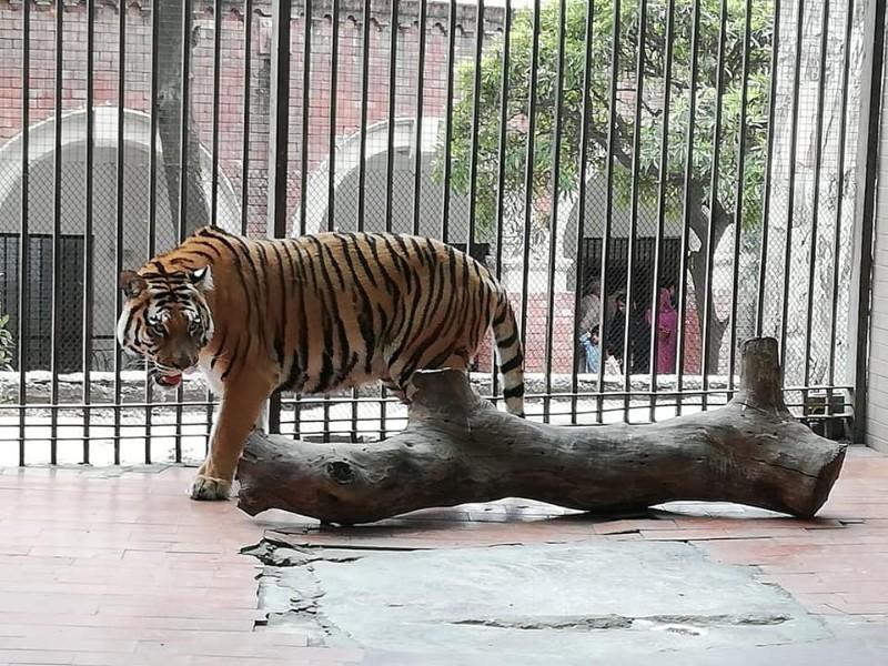 The epitome of bravery and fearlessness; a tiger roaming in its cage in Lahore Zoo
