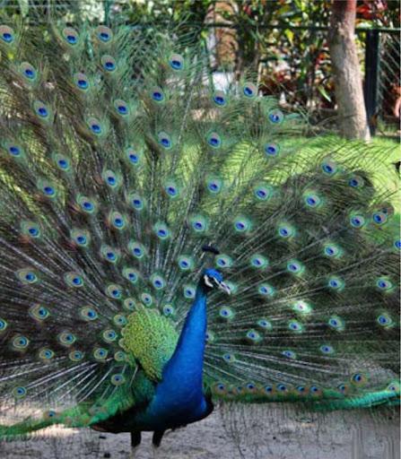 The glorious beauty of the peacock presents the feast to the eyes