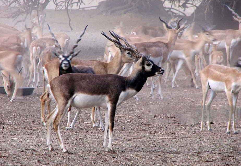The Lal Suhanra National Park