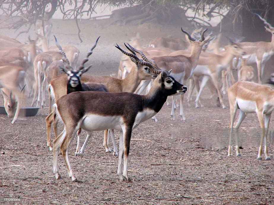 The Lal Suhanra National Park - Guide To Pakistan