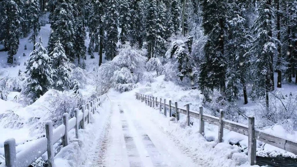 Murre in winter image