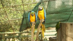 Parrots Image