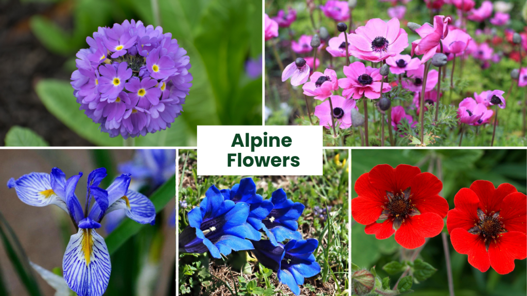 Alpine-Flowers.png