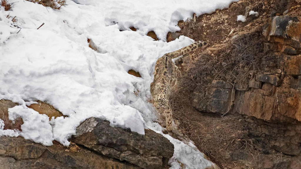 Snow leopard camouflaged in its habitat