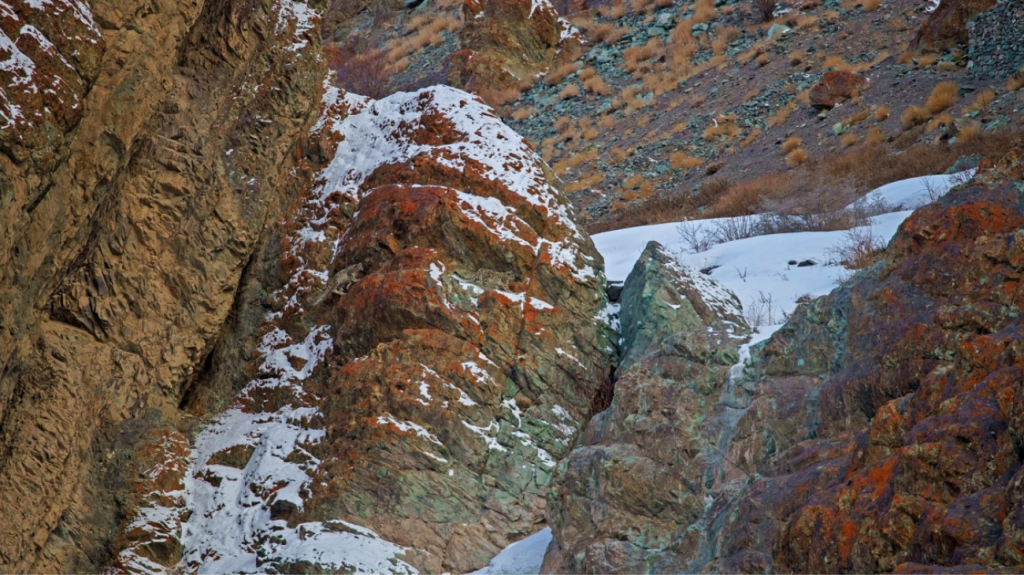 Spot-the-Snow-leopard