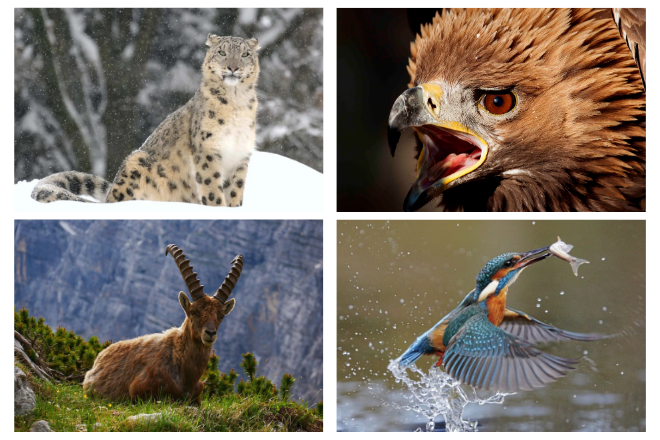 Wildlife Around Attabad Lake