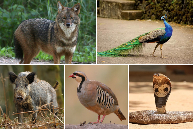 Wildlife Near Taxila