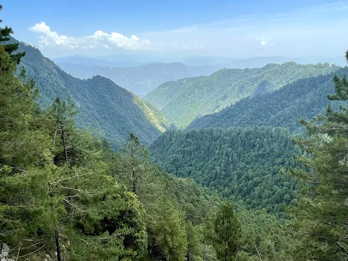 Pine and cedar forest inside Ayubia National Park in the Galyat region