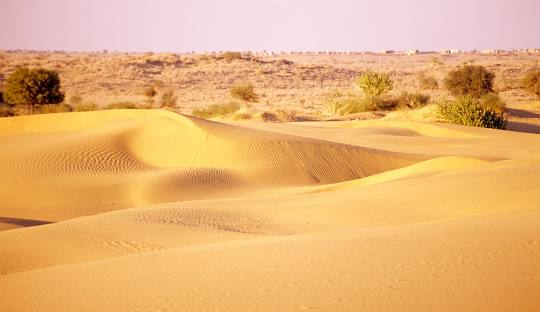 Golden sand dunes near Mithi Thar Desert