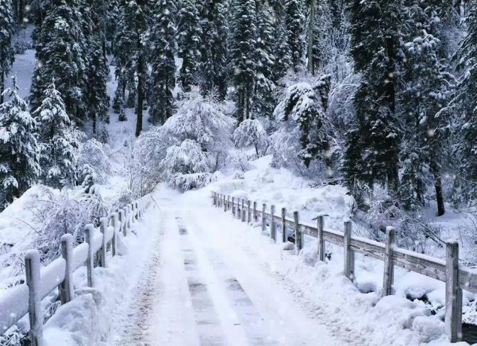 Murre in winter image